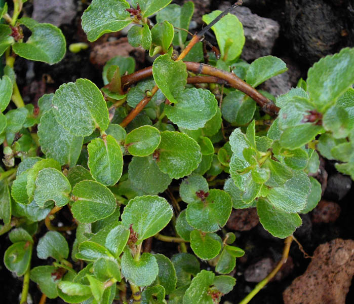 Salix serpyllifola x retusa 